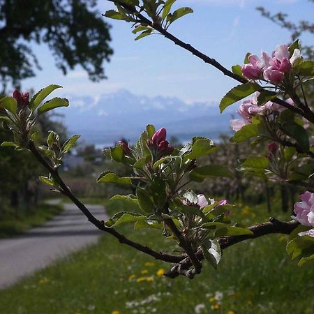 Haus Alpenblick Lejlighed Immenstaad am Bodensee Eksteriør billede