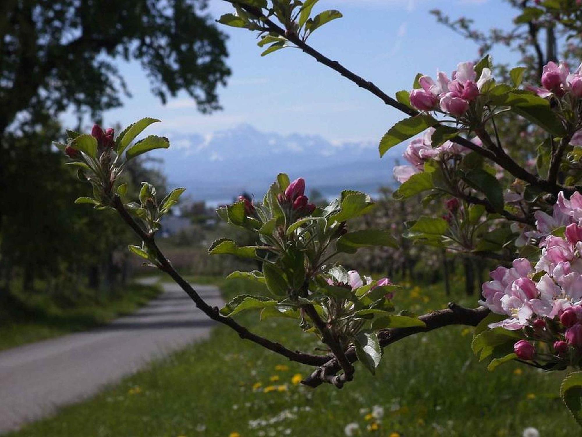 Haus Alpenblick Lejlighed Immenstaad am Bodensee Eksteriør billede